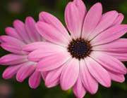 pinkflower