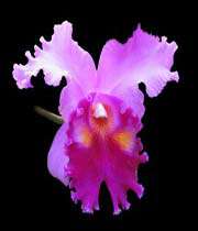 cattleya-orchid-flower