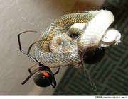 عنكبوت مارخور