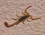 scorpion