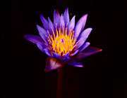 purple_lotus_flower