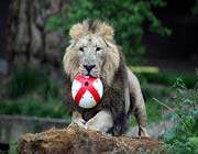 footbalist lion