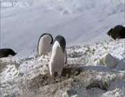 криминальные пингвины