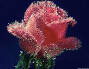 underwater-rose