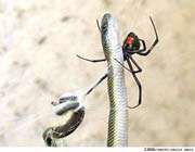 عنكبوت مارخور