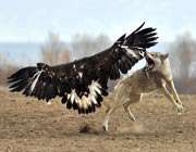 eagle wolf