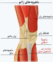 هماهنگی و ارتباط بدن(دستگاه عصبی)