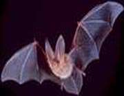 bat