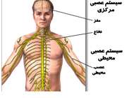 سیستم اعصاب بدن
