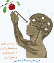 هماهنگی و ارتباط بدن(دستگاه عصبی)