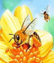 النحلة والفراشة 