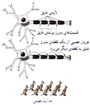 هماهنگی و ارتباط بدن(دستگاه عصبی)