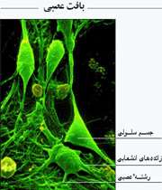 هماهنگی و ارتباط بدن(دستگاه عصبی)