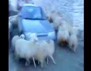 bu koyunların arabaya ilgisi büyük