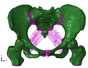 بیومکانیک و کاربردهای آن