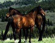 красивые лошады