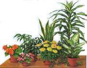полезные свойства растений