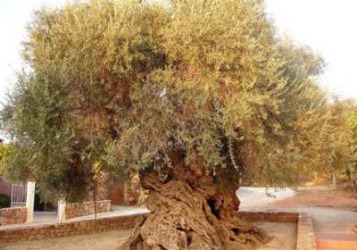 درخت زیتون وووِز
