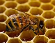 بیماری نوزوما؛ تهدیدی برای صنعت زنبورداری کشور