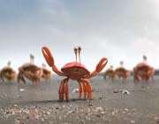crabs – it’s smarter to travel in groups 