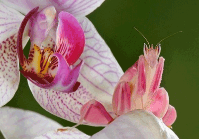 حشره‌ای به شکل گل