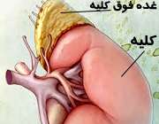 غدد فوق کلیوی