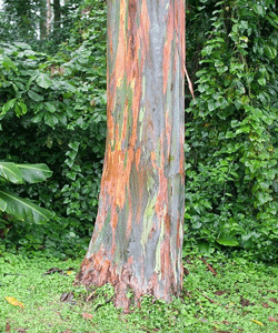 درختان رنگین کمانی