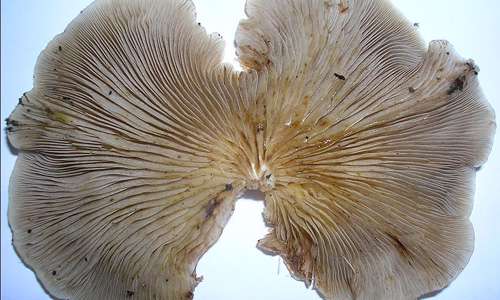 قارچ های عایق کننده ، قارچ معماری ، زیست معماری