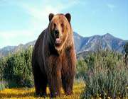 great bear