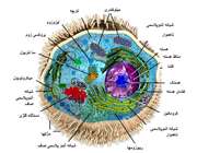 اجزای سلول گیاهی (3)