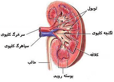 Image result for ‫عکس متحرک کلیه انسان‬‎
