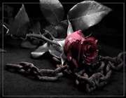 عشق‌هایی کز پی رنگی بود