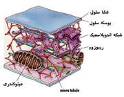 احزای سلول گیاهی (2)