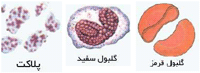 پلاسما و ذرات آن