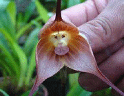 گلی به شکل میمون 1