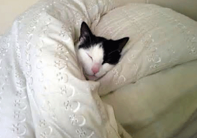 گربه