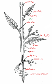 دستگاه رویشی (ساقه)