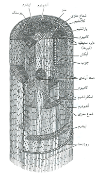 ساقه دو لپه ای