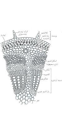 ساقه دو لپه ای