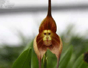 گلی به شکل میمون 1