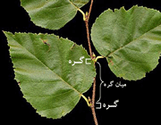 دستگاه رویشی (ساقه)