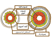 ساقه دو لپه ای