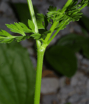 دستگاه رویشی (ساقه)