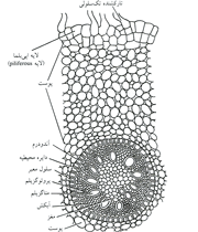 ساختار ریشه (1)