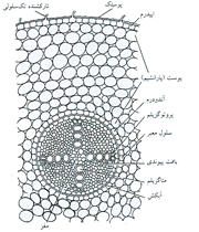ساختار ریشه (1)