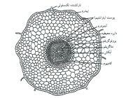 ساختار ریشه (2)