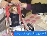 فضا زیر پای میمونهای ایران