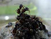 ants can build rafts to escape floods