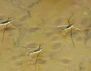 ویژگی های منحصر به فرد آب _ جلسه اول