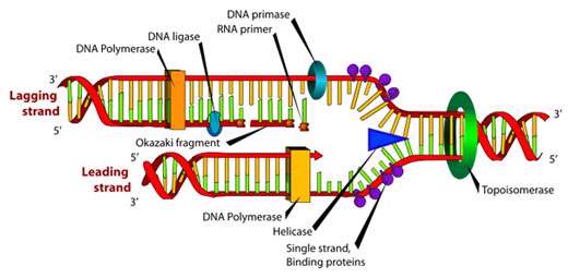 همانند سازی dna 3